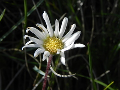 Aster bellidiastrum