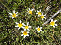 Romulea leipoldtii