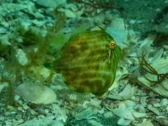 Brachaluteres jacksonianus