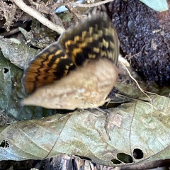 Bebearia lucayensis