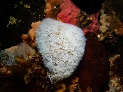 Pycnoclavella tabella