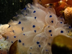 Clavelina