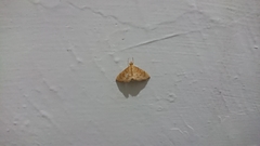 Hyalobathra illectalis