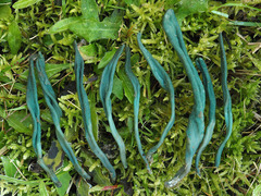 Microglossum pratense