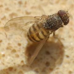 Drosophila repleta