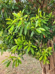 Machilus thunbergii