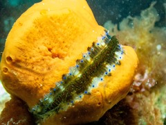 Mimachlamys asperrima