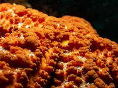 Uniophora granifera