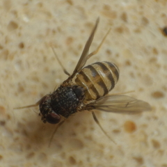 Drosophila repleta