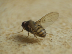 Drosophila repleta