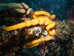 Botrylloides perspicuus