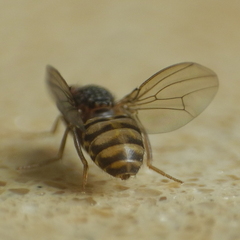 Drosophila repleta