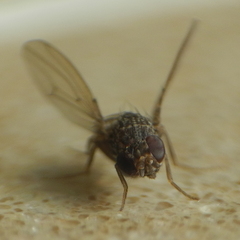 Drosophila repleta