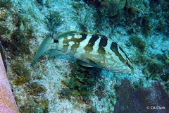 Epinephelus striatus