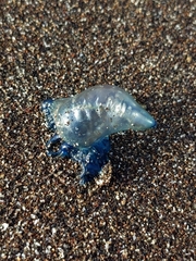 Physalia physalis