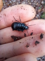 Abax ovalis