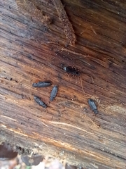 Uleiota planata