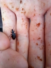 Limodromus assimilis