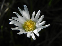 Aster bellidiastrum