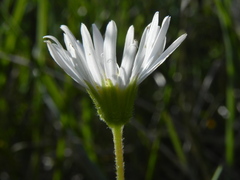 Aster bellidiastrum