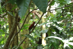 Chrysophlegma miniaceum