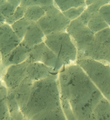 Trygonoptera testacea