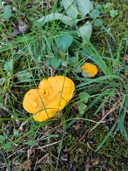 Cantharellus phasmatis