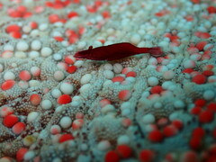 Zenopontonia soror
