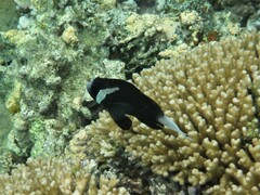 Amphiprion mccullochi
