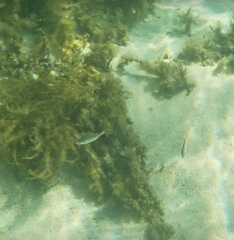 Atypichthys strigatus