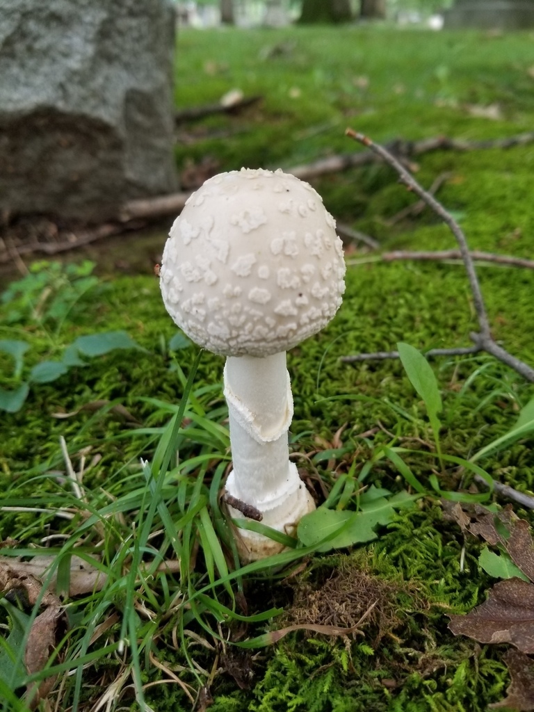 Amanita sp. 'multisquamosa-02'