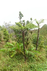 Cyathea tenera