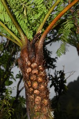 Cyathea tenera