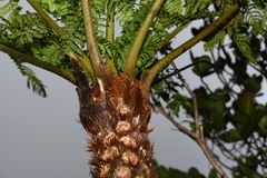 Cyathea tenera