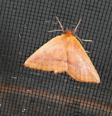 Anthela phaeodesma