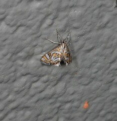Anydraula pericompsa