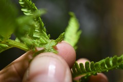 Cyathea tenera