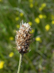 Plantago argentea