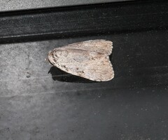 Barasa cymatistis