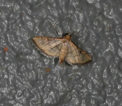 Cnaphalocrocis bilinealis