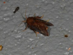 Doratifera quadriguttata