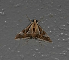 Agrioglypta excelsalis