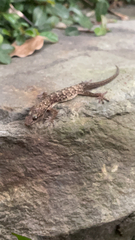 Hemidactylus bowringii