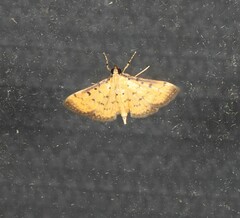 Herpetogramma hipponalis