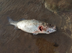 Dicentrarchus labrax