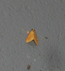 Hyalobathra brevialis