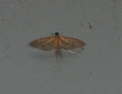 Hymenoptychis sordida