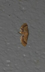 Idaea trypheropa