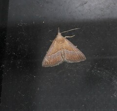 Hypena