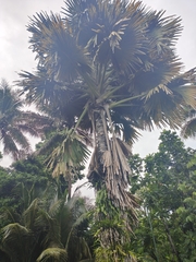 Corypha umbraculifera